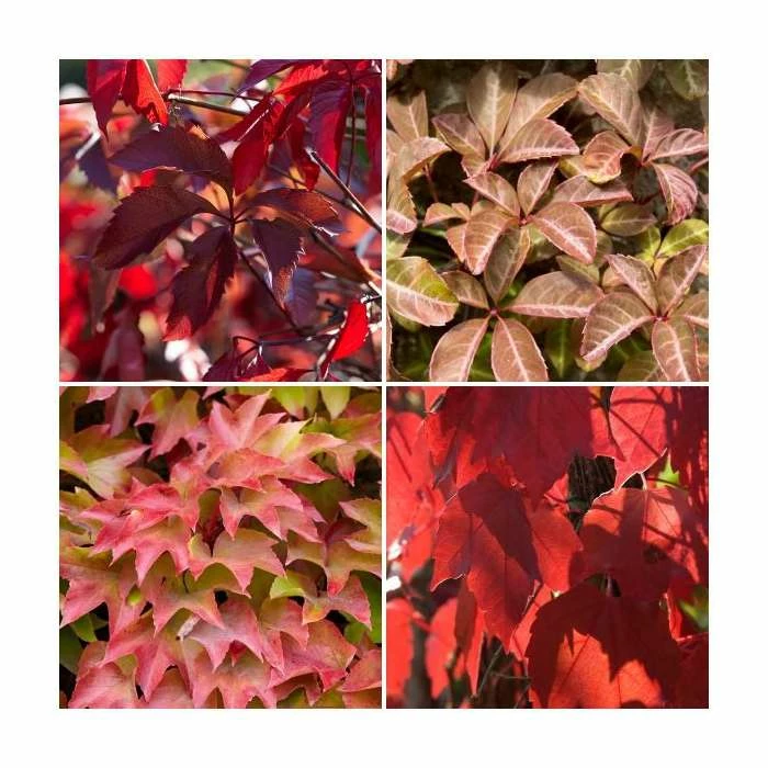 Virginia Creeper Collection | 4 x Parthenocissus Plants | 3L Pots