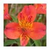 Peruvian Lily | Alstroemeria 'Dukes Louis' | 3L Pot