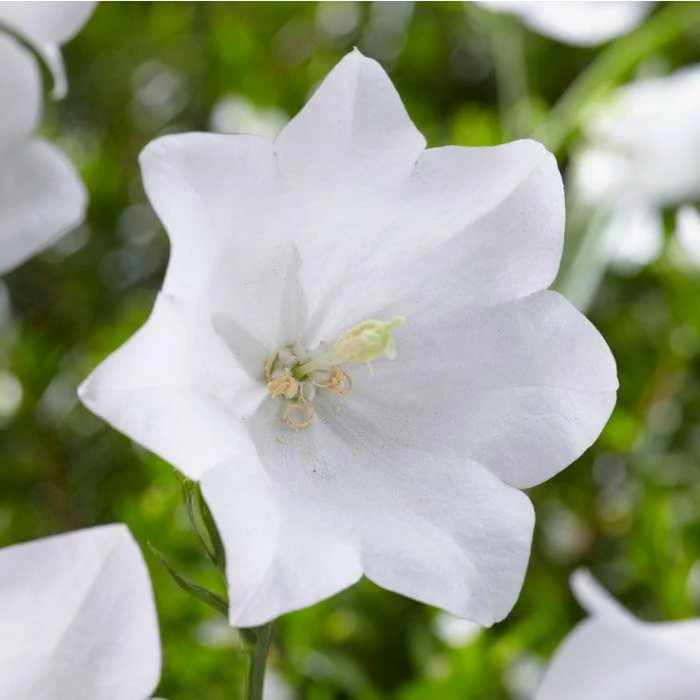 Campanula persicifolia 'Takion White' | 2L Pot