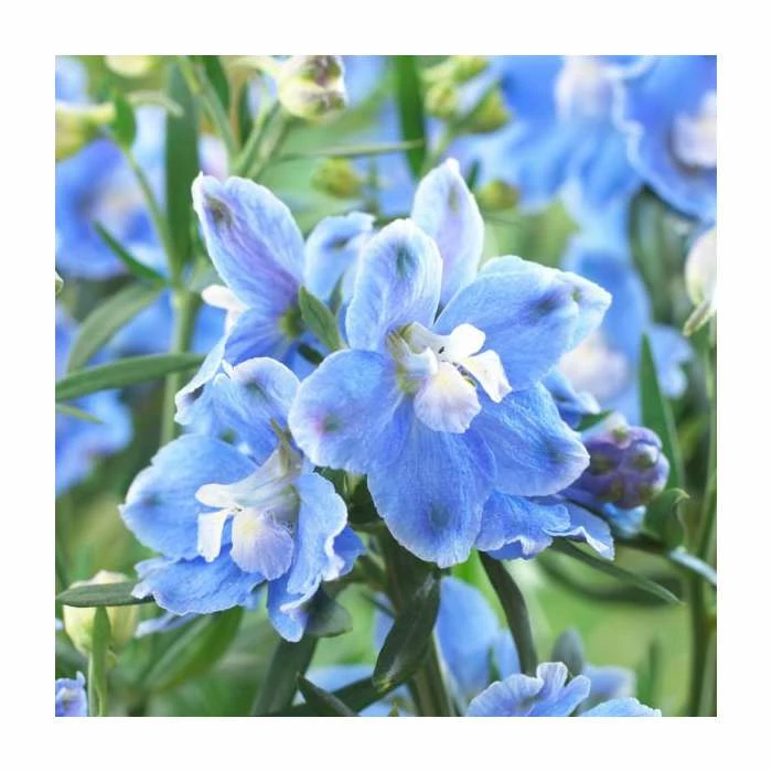 Delphinium 'Magic Fountain' Collection | 3 x 2L Pots - Image 4