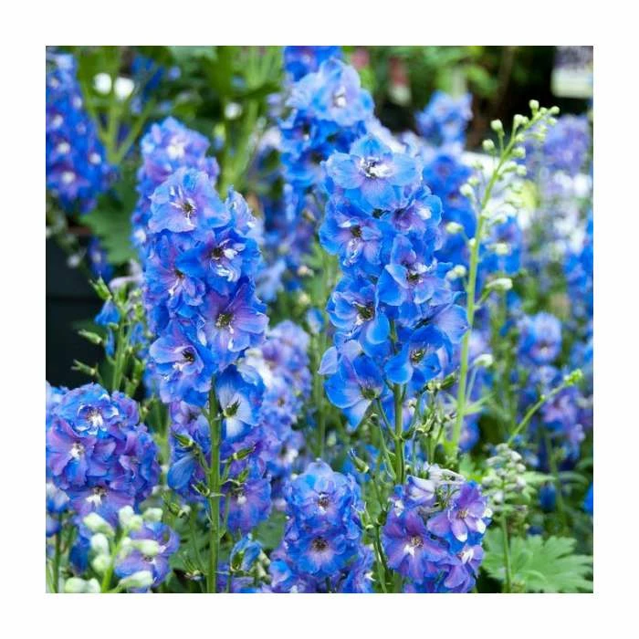 Delphinium 'Magic Fountain' Collection | 3 x 2L Pots - Image 5