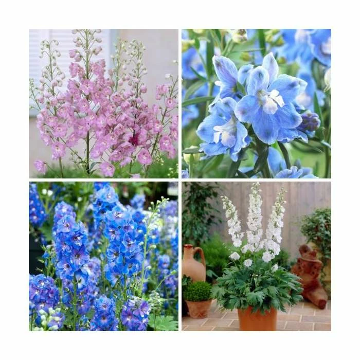 Delphinium 'Magic Fountain' Collection | 3 x 2L Pots