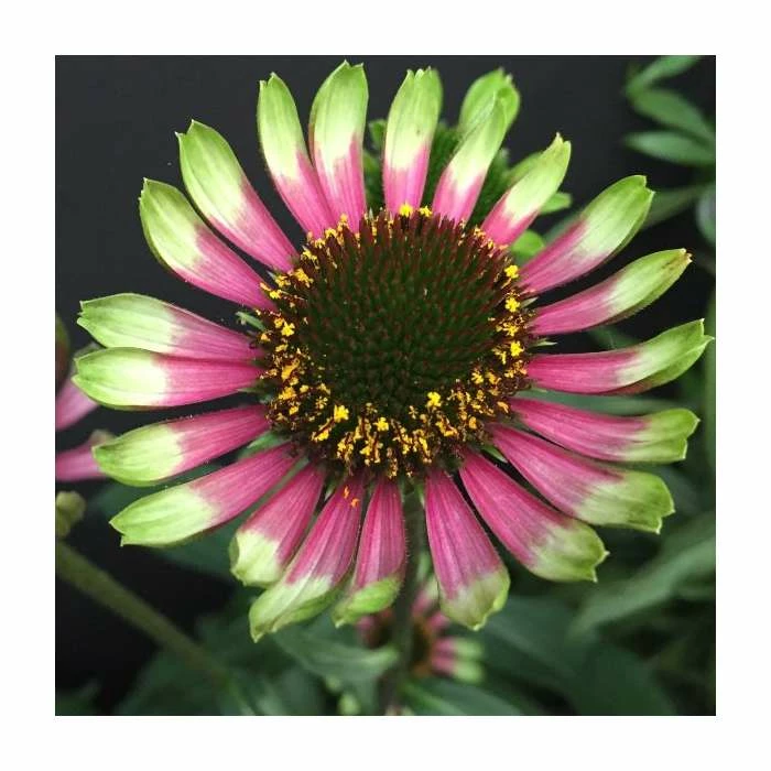 Echinacea 'Choco Green' | 13cm Pot
