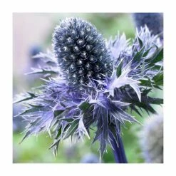 Eryngium 'Blue Hobbit' | 2L Pot