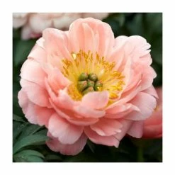Peony 'Coral Charm' | Paeonia lactiflora | 2L Pot