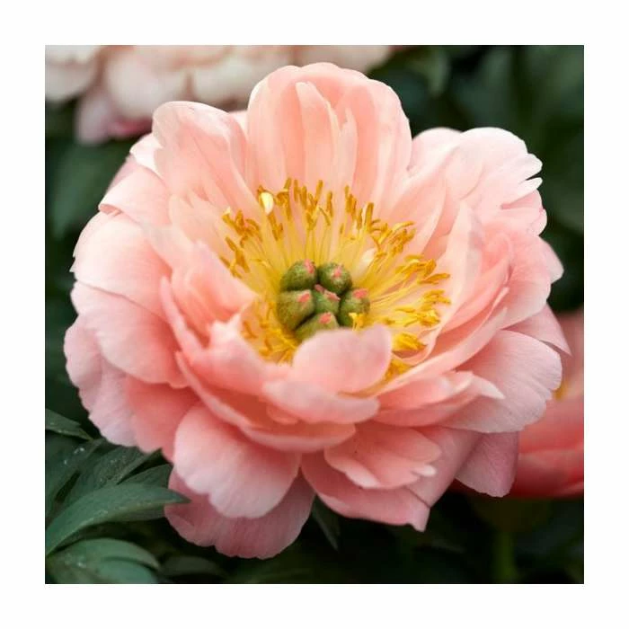 Peony 'Coral Charm' | Paeonia lactiflora | 2L Pot