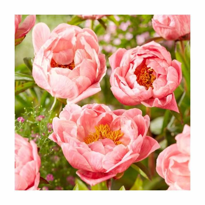 Peony 'Coral Charm' | Paeonia lactiflora | 2L Pot - Image 2