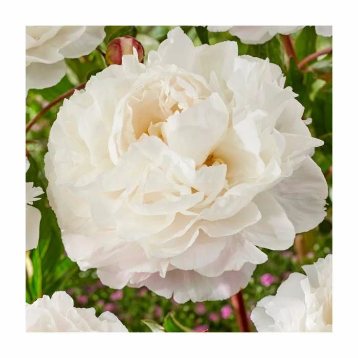 Peony 'Duchesse De Nemours' | Paeonia lactiflora | 2L Pot