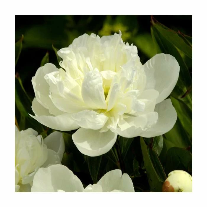 Peony 'Duchesse De Nemours' | Paeonia lactiflora | 2L Pot - Image 2