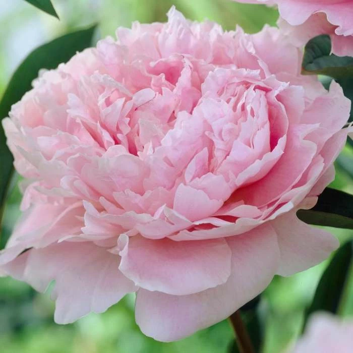 Peony 'Sarah Bernhardt' | Paeonia lactiflora | 2L Pot