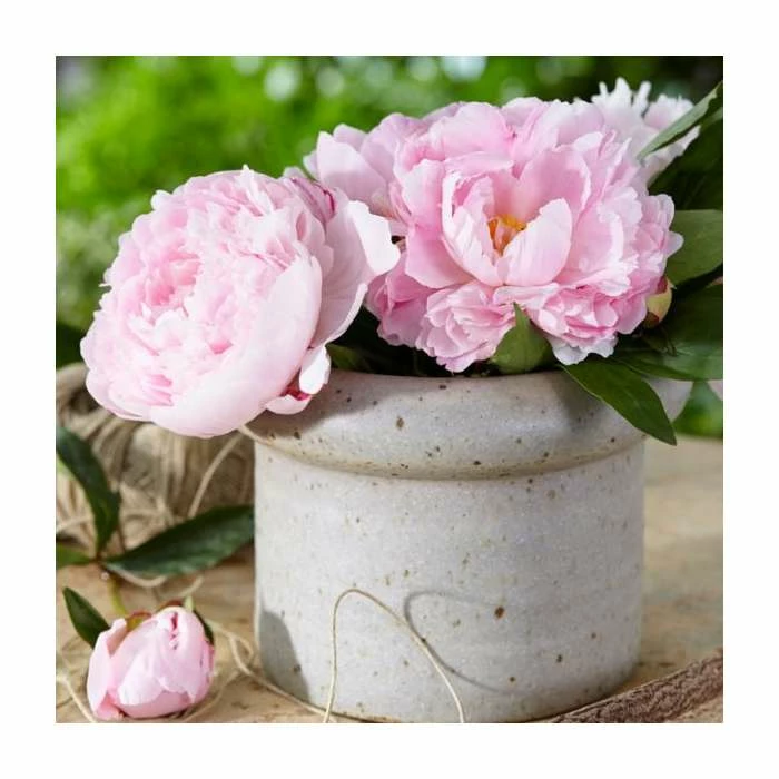 Peony 'Sarah Bernhardt' | Paeonia lactiflora | 2L Pot - Image 2