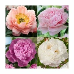 3 x Peony Plants | Prolific and Plentiful Peony Collection | 3 x 2L Pots
