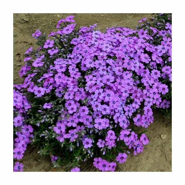 Phlox subulata 'Eye Shadow' | 3L Pot - Image 2