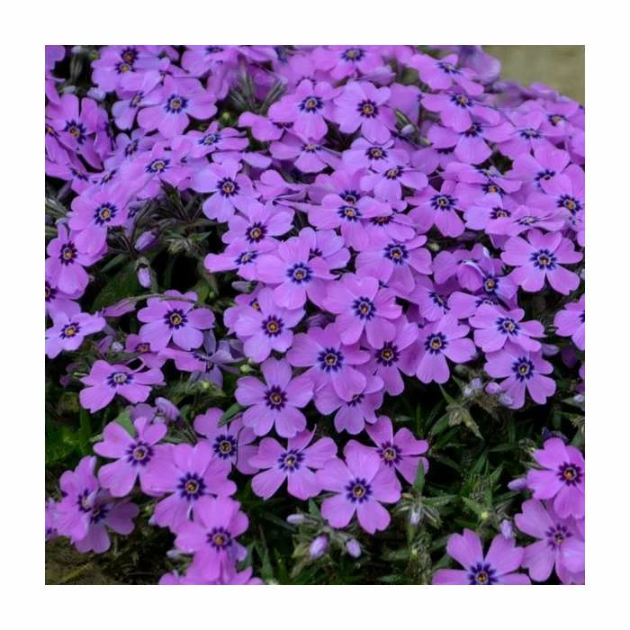 Phlox subulata 'Eye Shadow' | 3L Pot