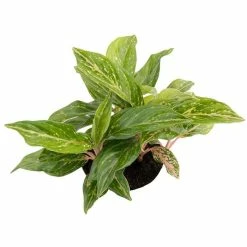 Aglaonema 'Sparkling Sarah' | Chinese Evergreen