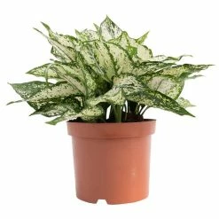 Aglaonema 'Spring Snow' | Chinese Evergreen