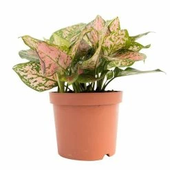 Aglaonema 'Valentine' | Chinese Evergreen