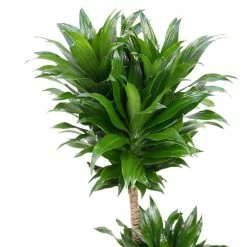 Draceana Compacta 'Janet Craig' | Dragon Tree
