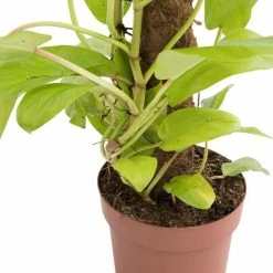 60cm Philodendron 'Golden Malay' on Moss Pole | 3L Pot