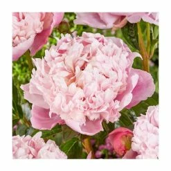 Peony Shirley Temple | 3 Litre Pot