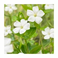 Vinca minor Alba | 2 Litre Pot
