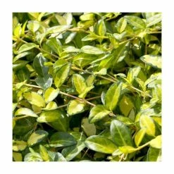 Vinca minor Illumination | 2 Litre Pot