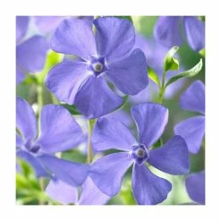Vinca minor Ralph Shugert | 2 Litre Pot
