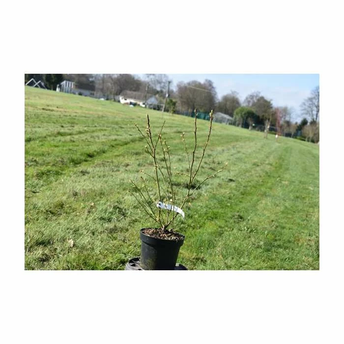 20-30cm 'Patriot' Blueberry Bush | 2L Pot - Image 2