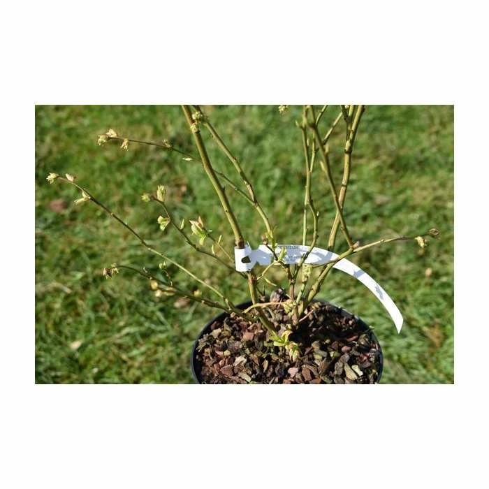 20-30cm 'Patriot' Blueberry Bush | 2L Pot - Image 3