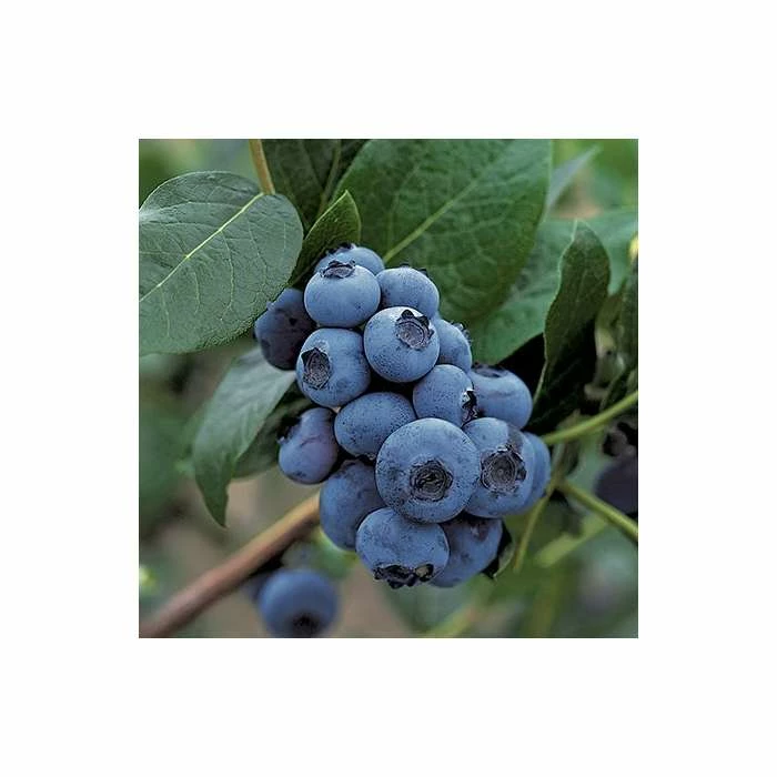 20-30cm 'Patriot' Blueberry Bush | 2L Pot