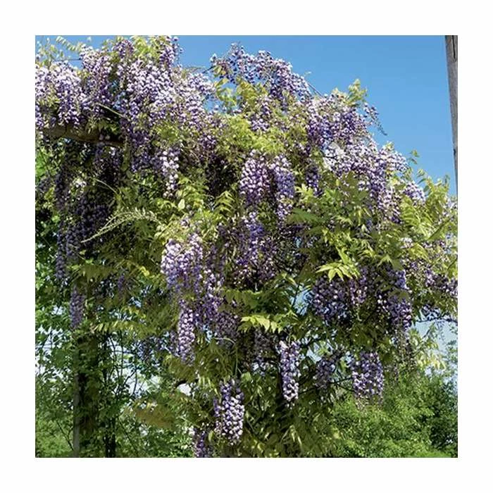 2-3ft Wisteria Floribunda 'Black Dragon' | 'Kokuryu' | 3L Pot - Image 3