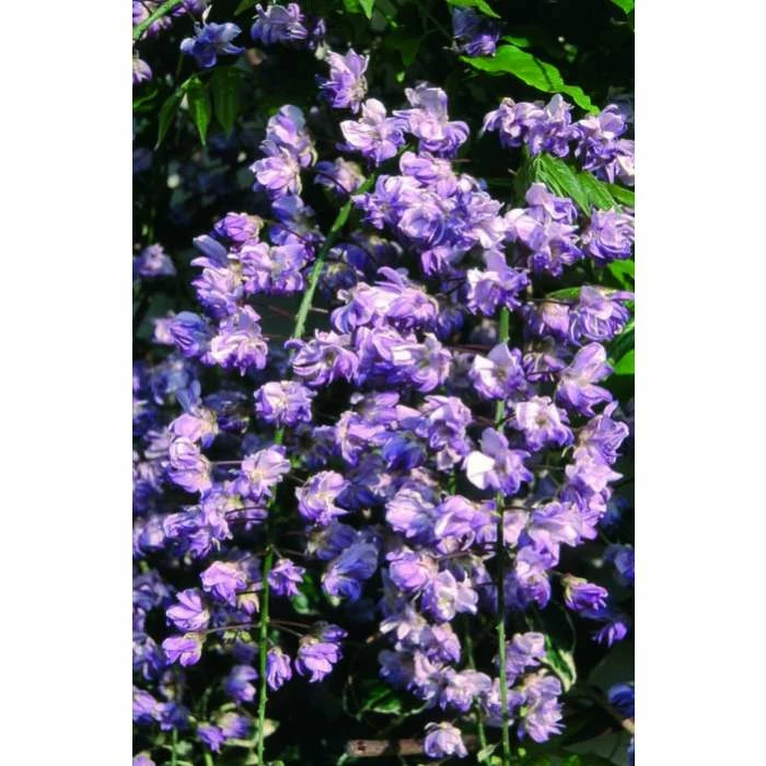 2-3ft Wisteria Floribunda 'Black Dragon' | 'Kokuryu' | 3L Pot - Image 4