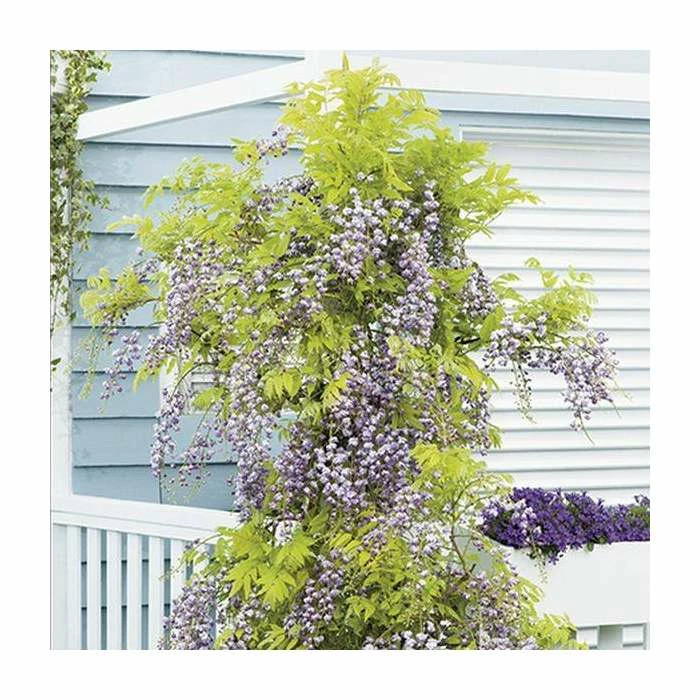 2-3ft Wisteria Floribunda 'Black Dragon' | 'Kokuryu' | 3L Pot
