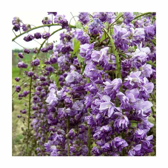 2-3ft Wisteria Floribunda 'Black Dragon' | 'Kokuryu' | 3L Pot - Image 2