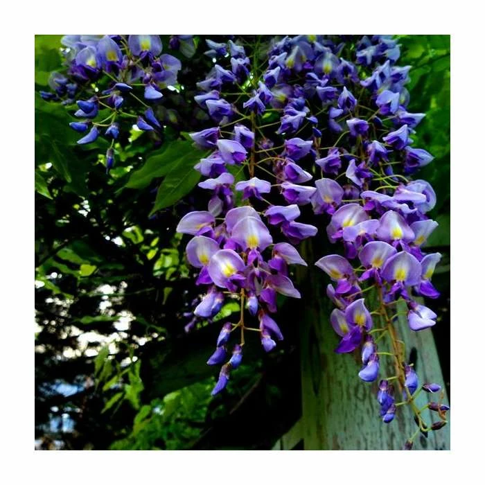 2-3ft Wisteria 'Lavender Lace' | 3L Pot