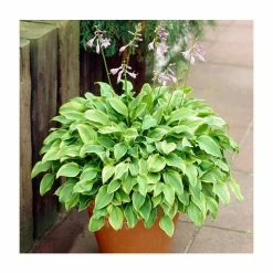 20-50cm Hosta 'Golden Tiara' | 2L Pot