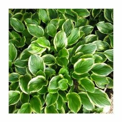 20-50cm Hosta 'So Sweet' | 2L Pot