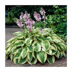 20-50cm Hosta 'Wide Brim' | 2L Pot