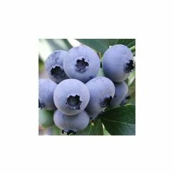 20-30cm 'Ozarkblue' Blueberry Bush | 2L Pot