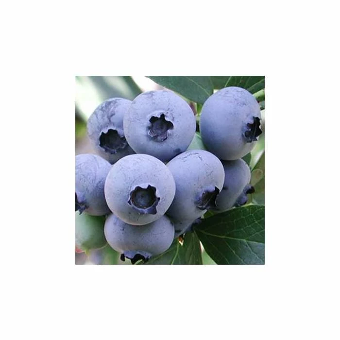 20-30cm 'Ozarkblue' Blueberry Bush | 2L Pot