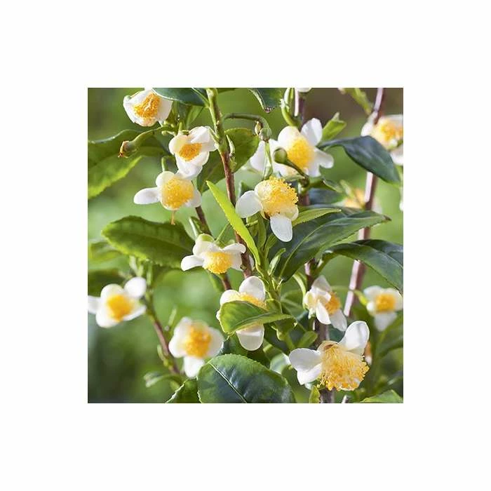 1ft Tea Plant | 3L Pot | Camellia Sinensis var. Sinensis