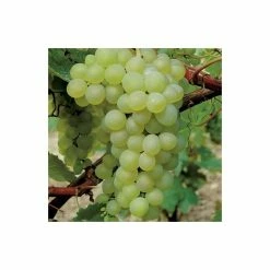 2-3ft 'Muscat Artonel' Grape Vine | 3L Pot | Indoor