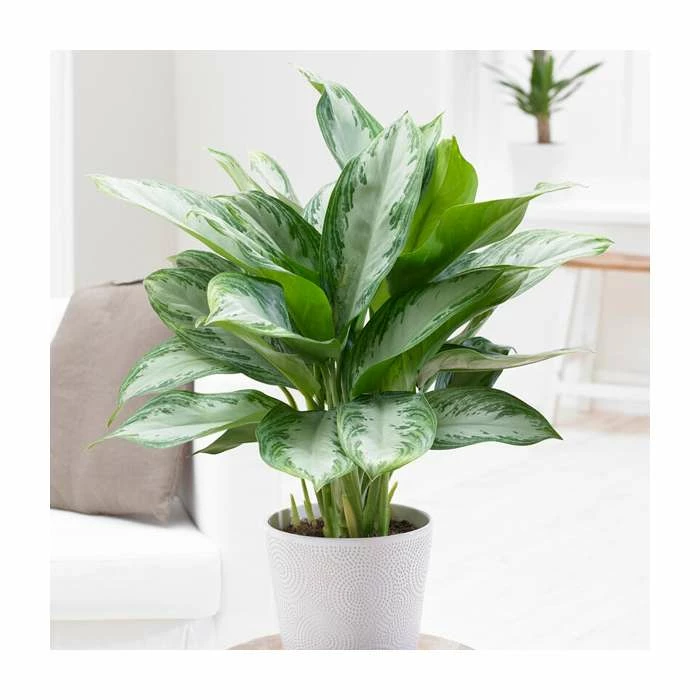 Aglaonema 'Silver Bay' | Chinese Evergreen
